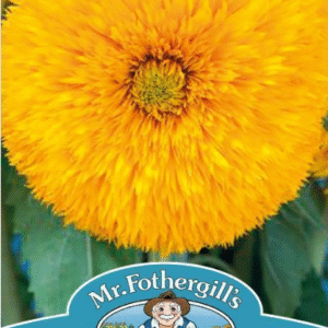 Mr Fothergills - Edible Flower - Sunflower Sun King Improved Seeds