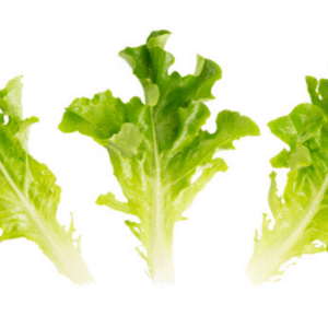 Lettuce Oak Type Baby Leaf Webber RZ  84-82 Seeds