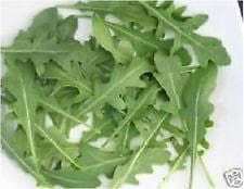 Salad Wild Rocket Diplotaxis Tenuifolia Seeds - Reduced due to short life