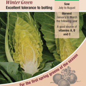 Kings Seeds Cabbage (Spring Greens) Winter Green Seeds